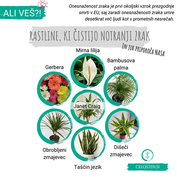RASTLINE, KI ČISTIJO NOTRANJI ZRAK (Priporoča jih NASA)